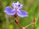 Blue Dewflower